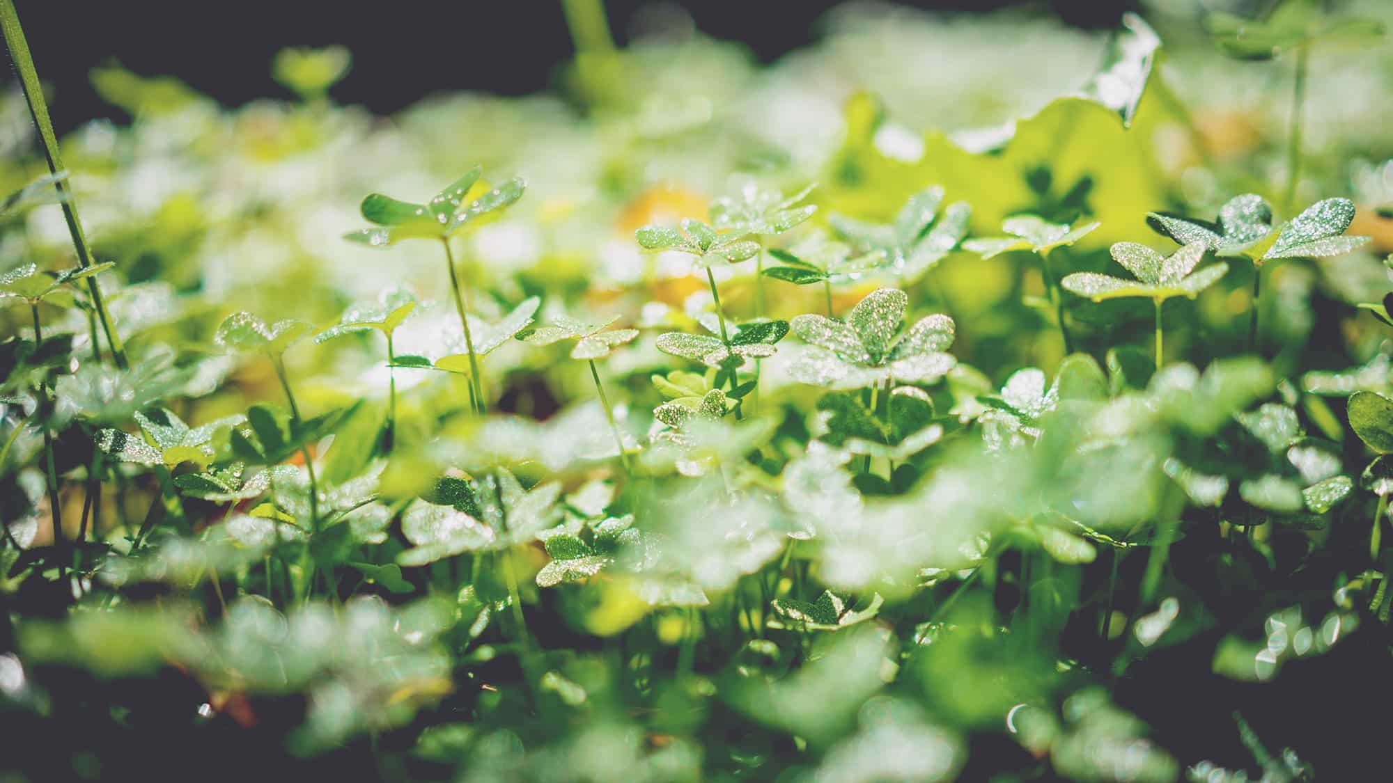 green manure for organic farming