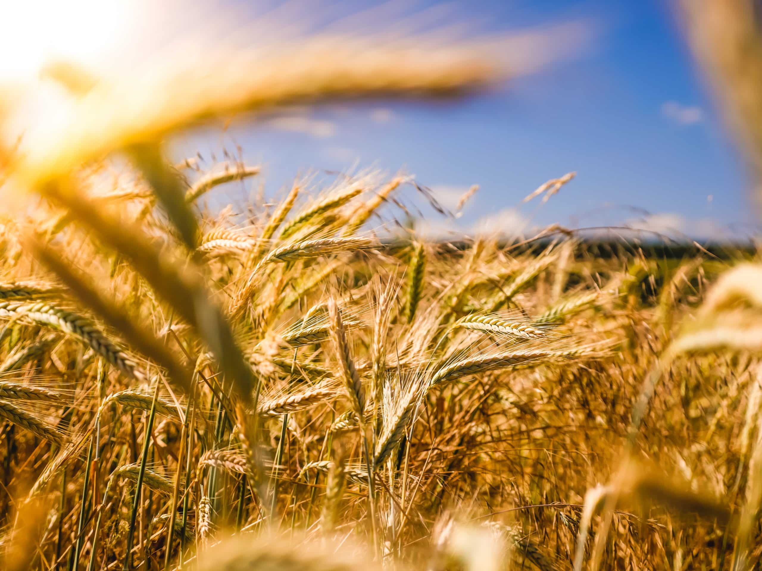 fertilizer for organic wheat