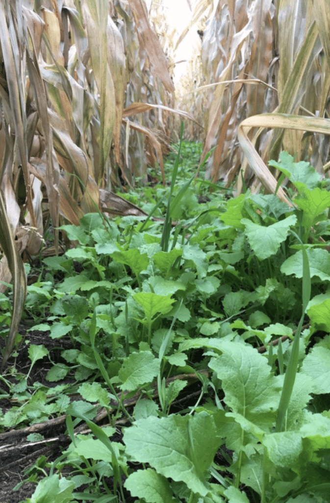 Photo shows a cover crop inter-seeded with a drone on a cash corn crop