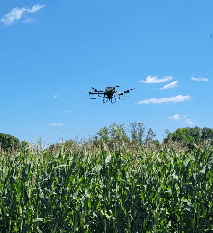 Photo shows drone aerial seeding cover crop into standing corn crop without crop damage