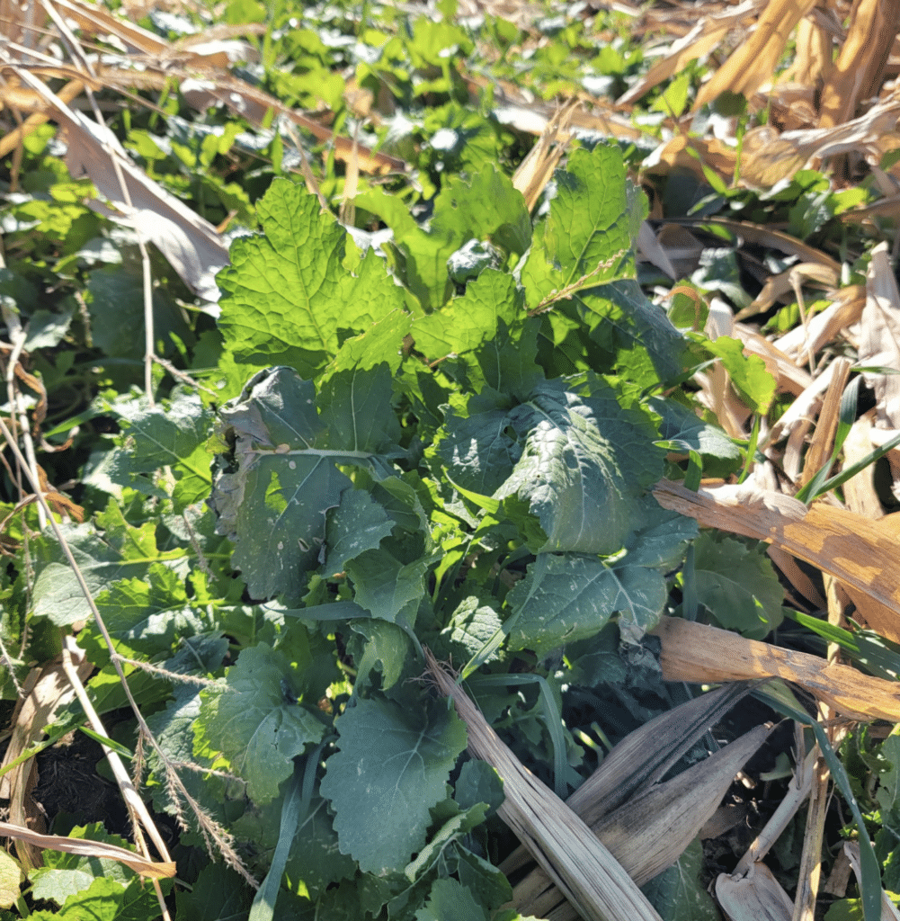 Photo shows cover crop growth post harvest, when aerial seeded with a drone