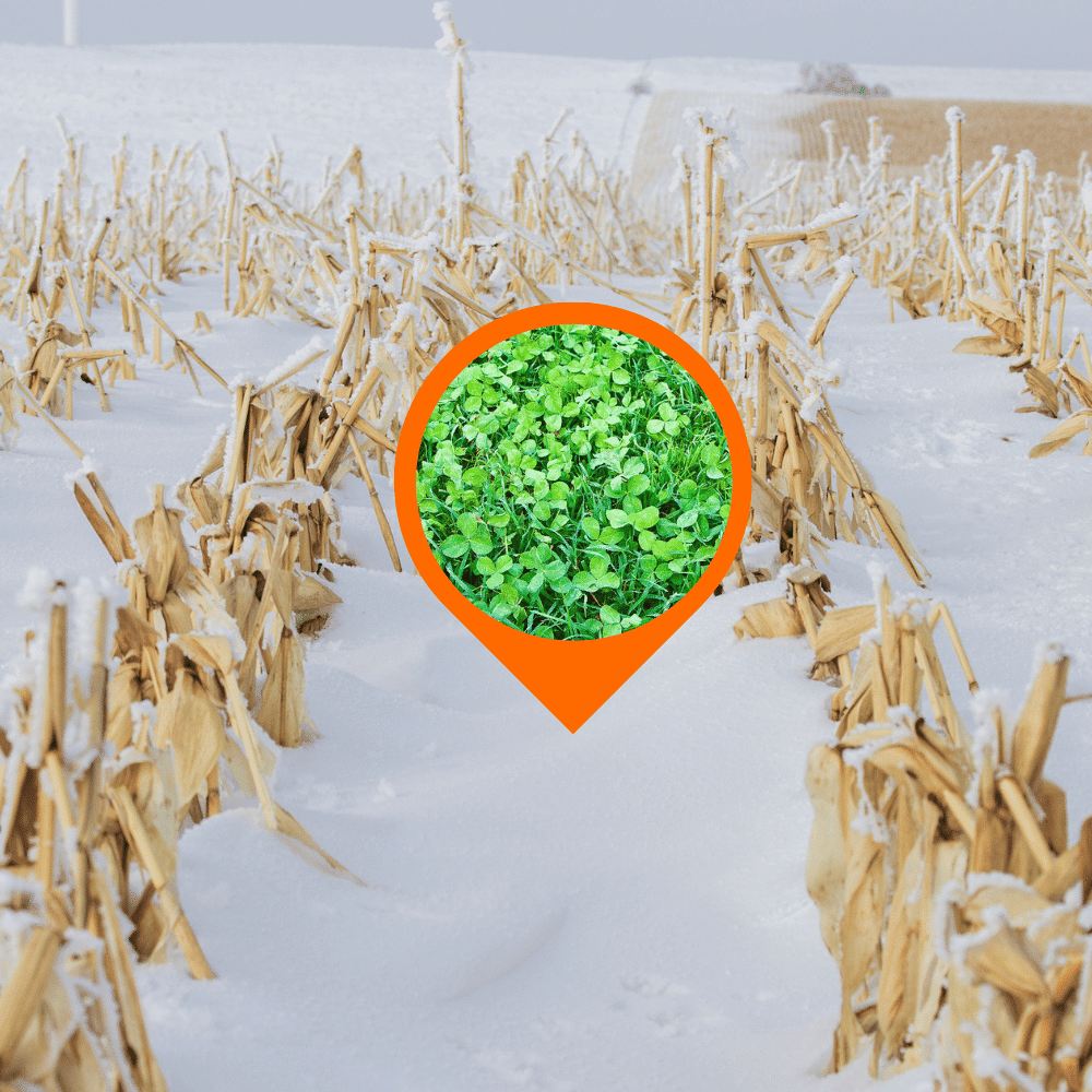 Photo shows clover growing between corn rows when used as a cover crop