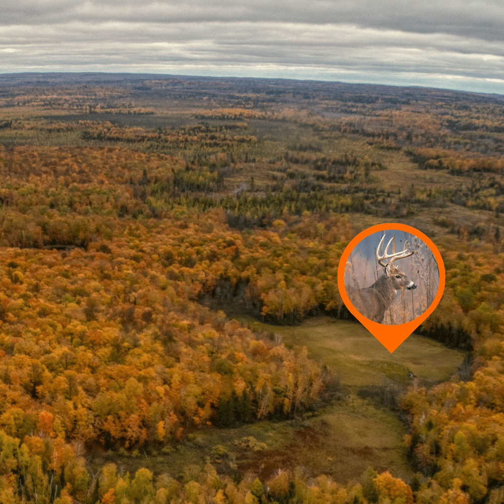 Photo shows a swamp where our drone built a deer food plot in Northern Minnesota