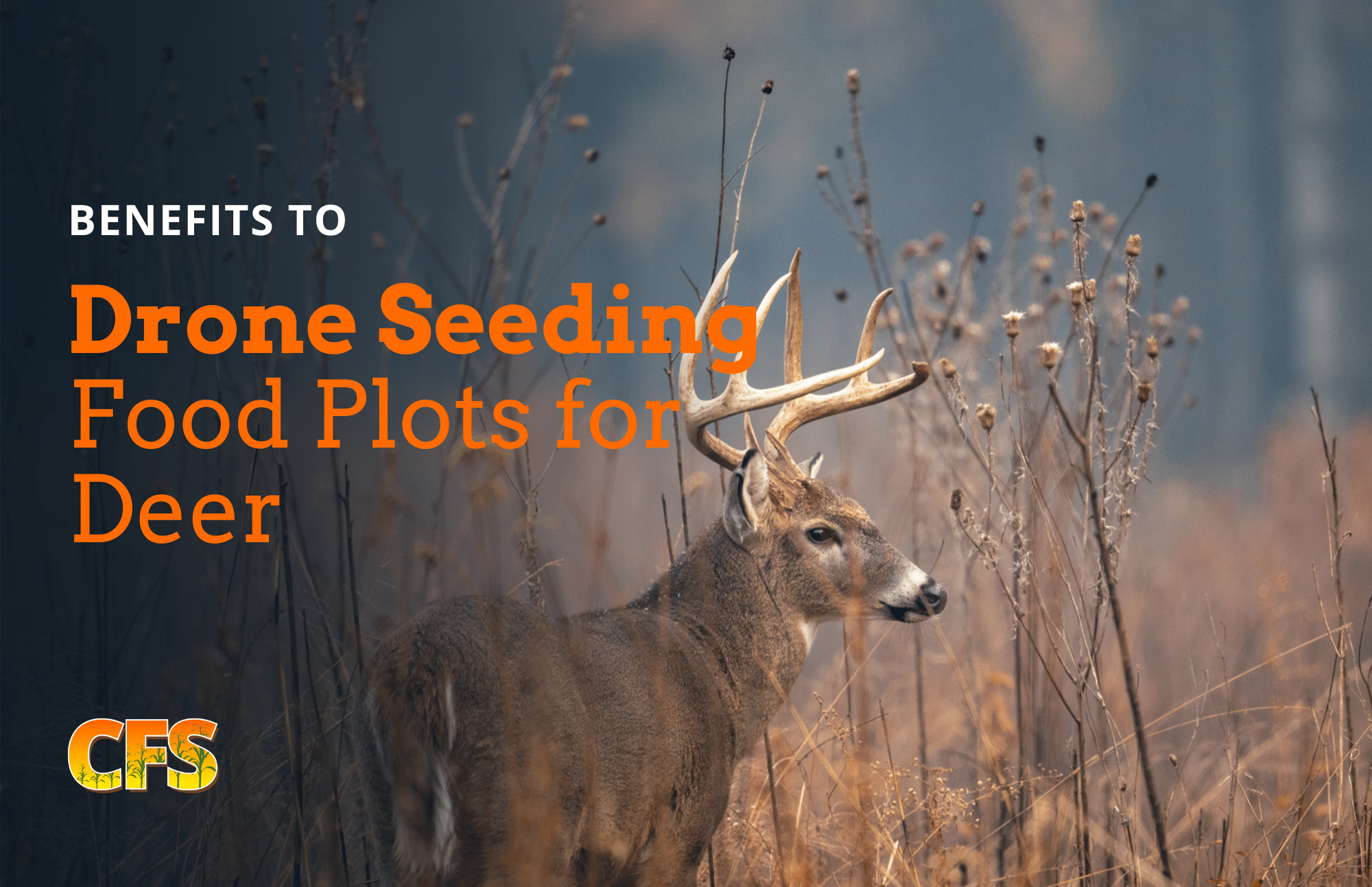 Photo shows a whitetail deer standing in a food plot planted via a drone