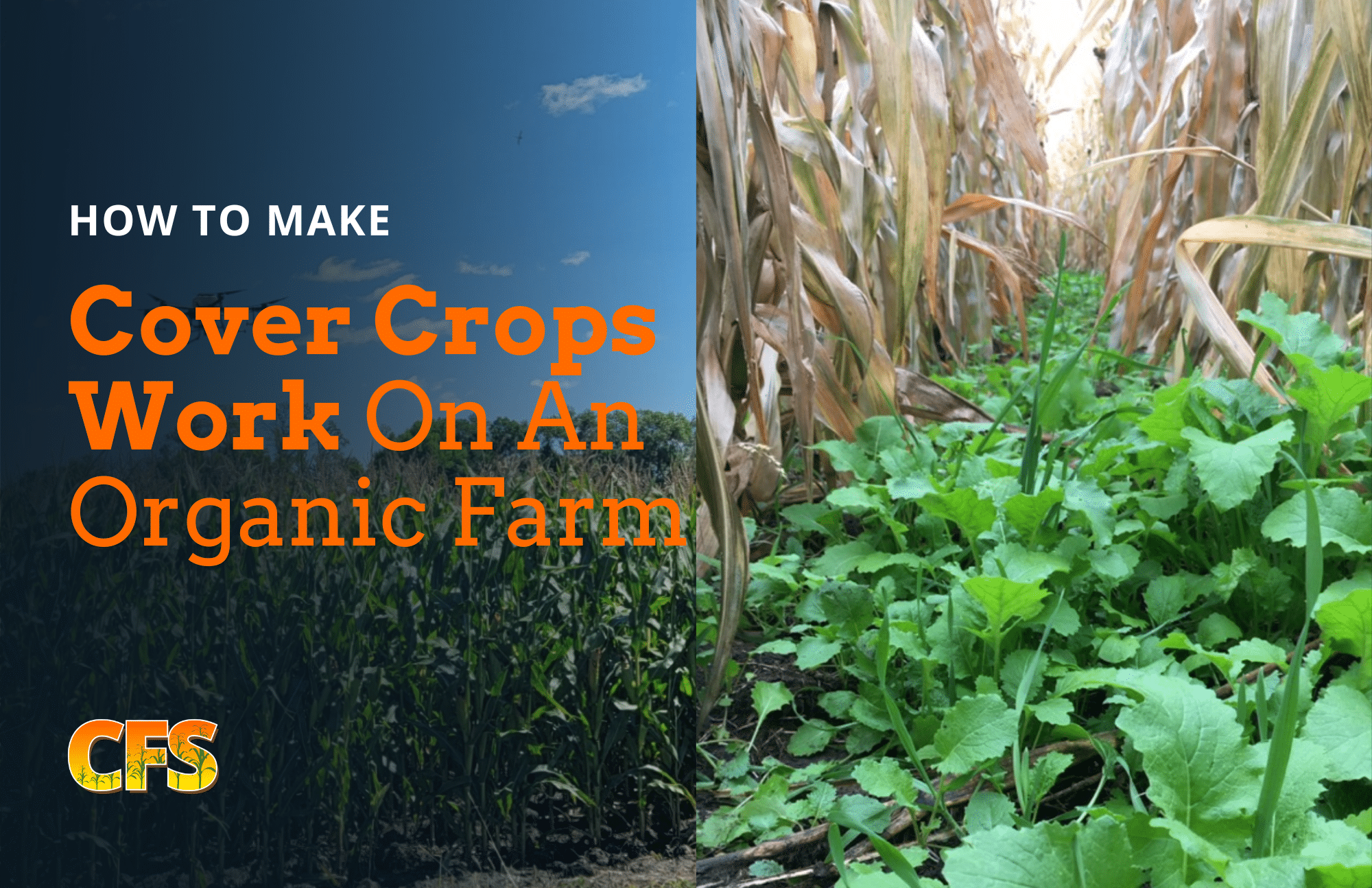 Photo shows before an after drone seeding a cover crop in a standing corn crop