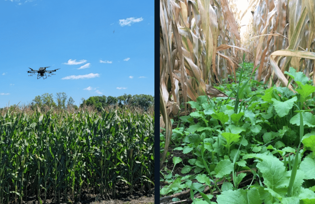 Photo shows a drone planting cover crops into standing corn