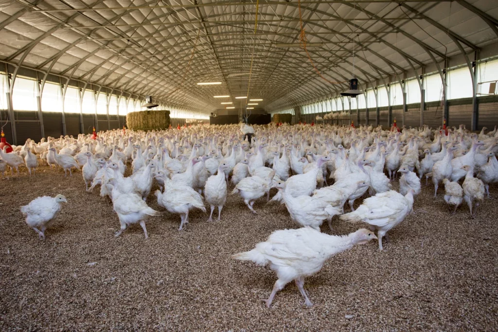 Turkeys in barn - Raw turkey manure