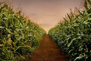 Nutrient Rich Organic Crops - Corn